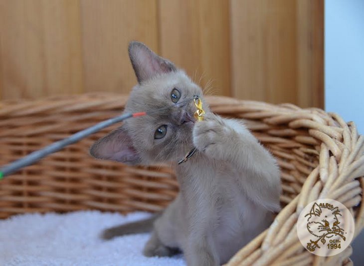 Aldis Yarik купить котенка бурма