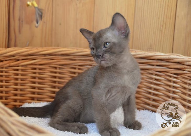 Aldis Yogi Bear купить котенка бурма