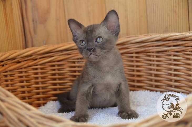 Aldis Yogi Bear купить котенка бурма