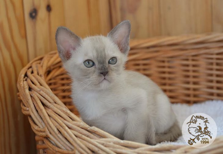 Aldis Yudjina купить котенка бурма