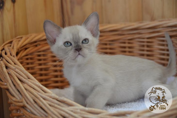 Aldis Yudjina купить котенка бурма