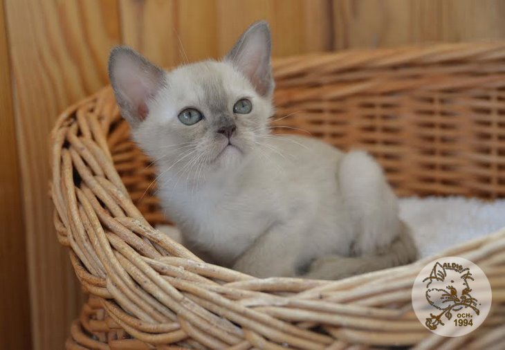 Aldis Yudjina купить котенка бурма