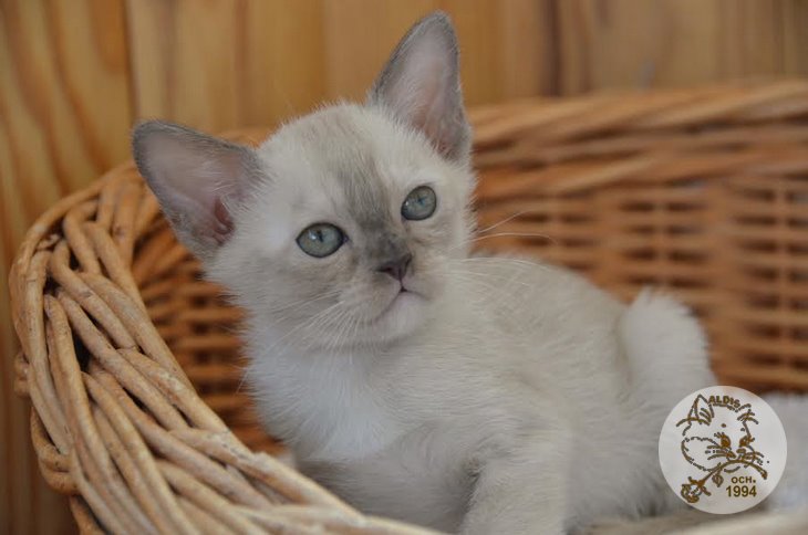 Aldis Yudjina купить котенка бурма
