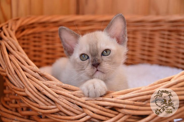 Aldis Yudjina купить котенка бурма