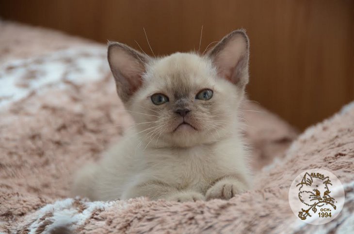 Алдис Ахиллес котенок бурма питомник бурманских кошел Бурма Алдис
