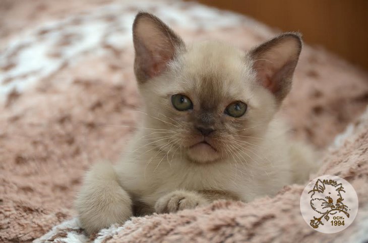 Алдис Ахиллес котенок бурма питомник бурманских кошел Бурма Алдис