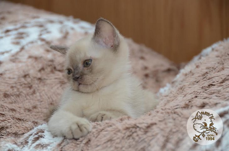 Алдис Ахиллес котенок бурма питомник бурманских кошел Бурма Алдис