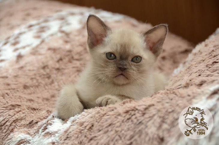 Алдис Ахиллес котенок бурма питомник бурманских кошел Бурма Алдис