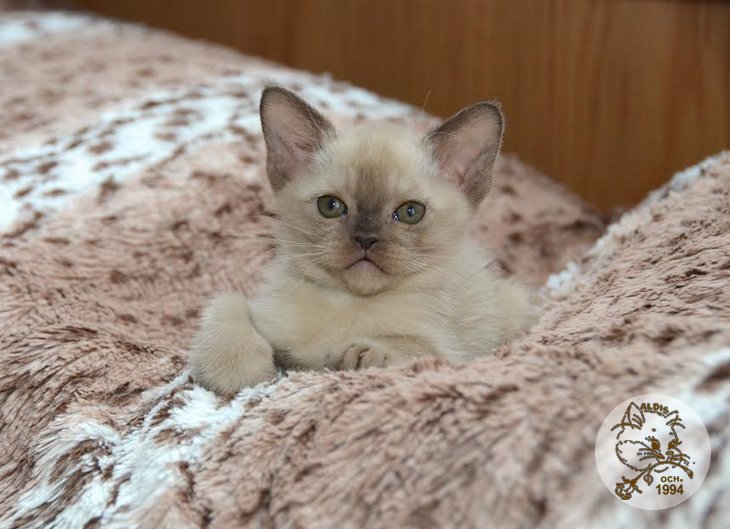 Алдис Ахиллес котенок бурма питомник бурманских кошел Бурма Алдис