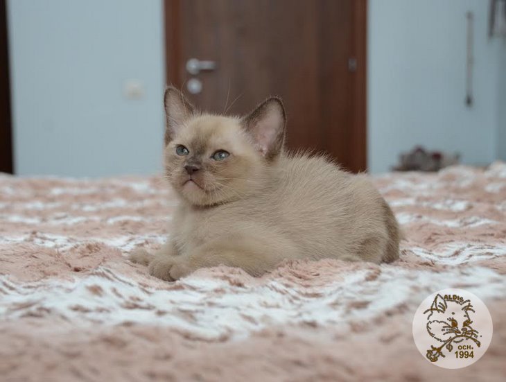 Алдис Агриппино котенок бурма питомник бурманских кошел Бурма Алдис
