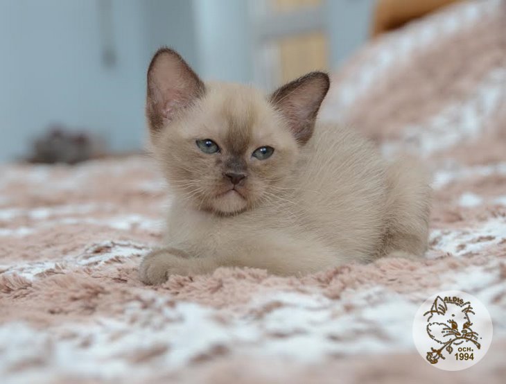 Алдис Агриппино котенок бурма питомник бурманских кошел Бурма Алдис