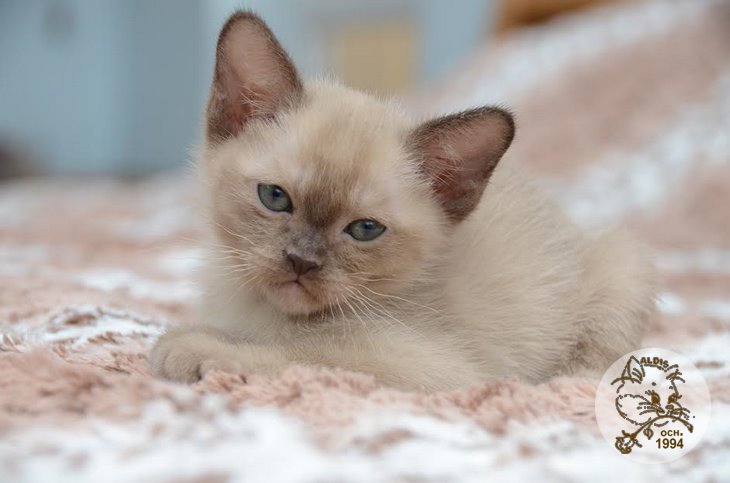 Алдис Агриппино котенок бурма питомник бурманских кошел Бурма Алдис