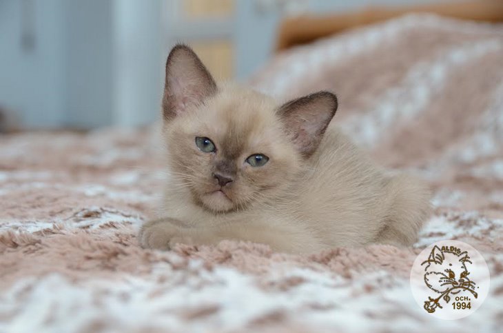 Алдис Агриппино котенок бурма питомник бурманских кошел Бурма Алдис