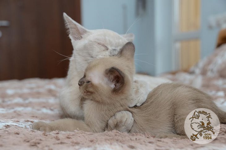 Алдис Агриппино котенок бурма питомник бурманских кошел Бурма Алдис