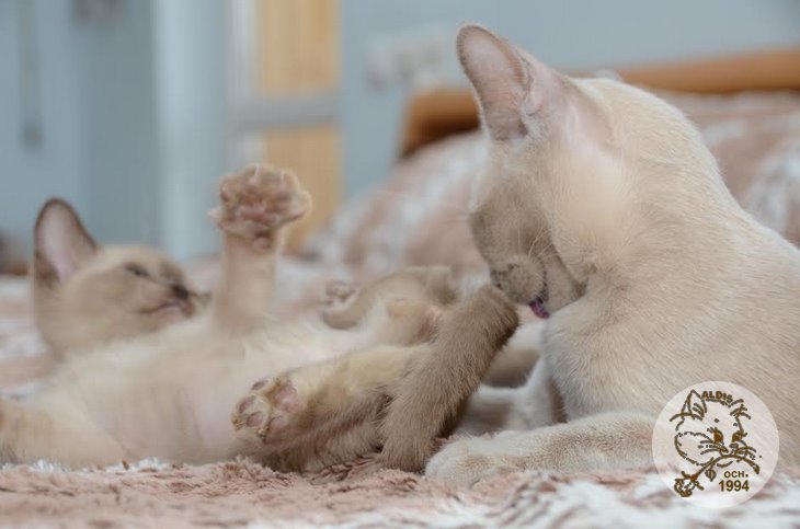 Алдис Агриппино котенок бурма питомник бурманских кошел Бурма Алдис