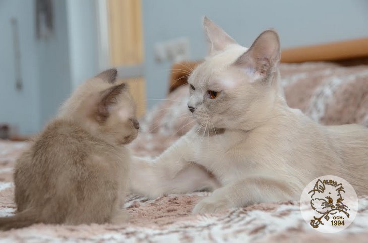 Алдис Агриппино котенок бурма питомник бурманских кошел Бурма Алдис
