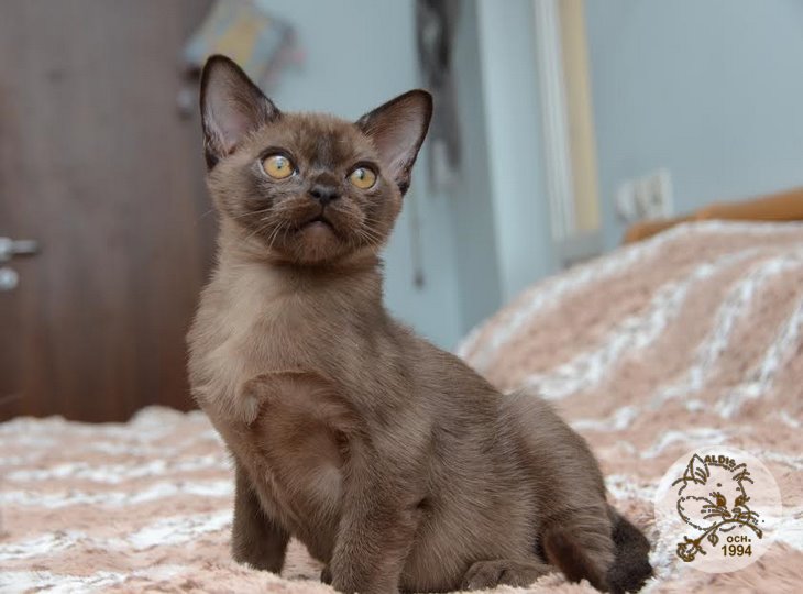 Aldis Xaris котята бурма