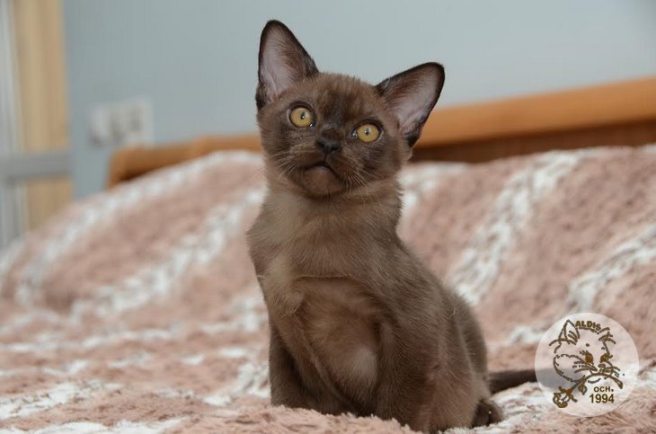 Aldis Xaris котята бурма