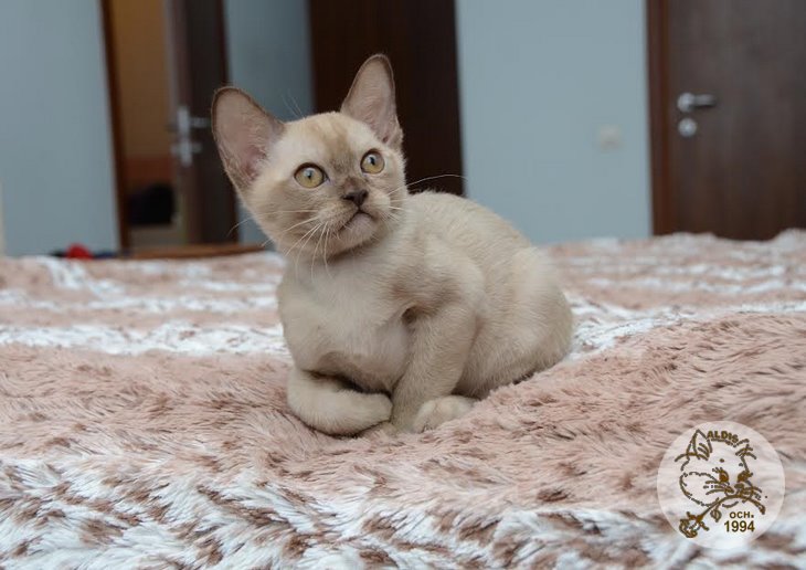 Aldis Yulia котята бурма
