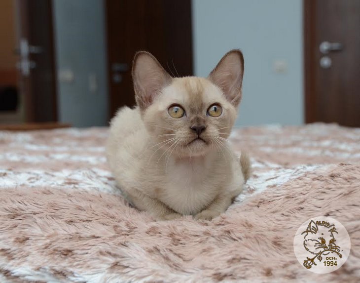 Aldis Yulia котята бурма