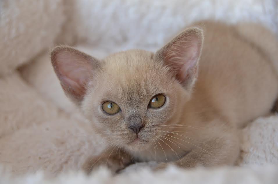 Алдис Куинта купить котенка бурма