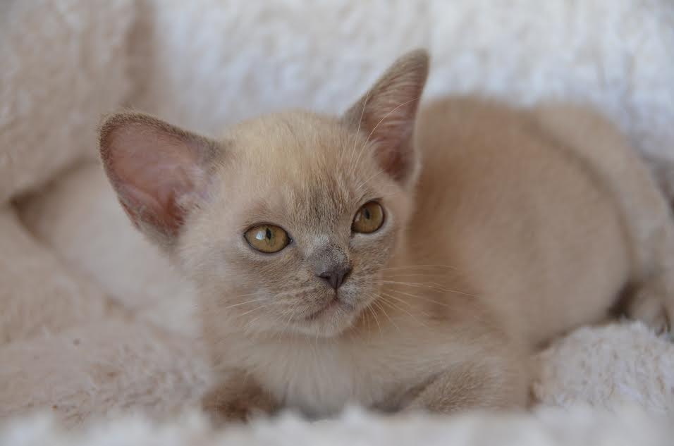 Алдис Куинта купить котенка бурма