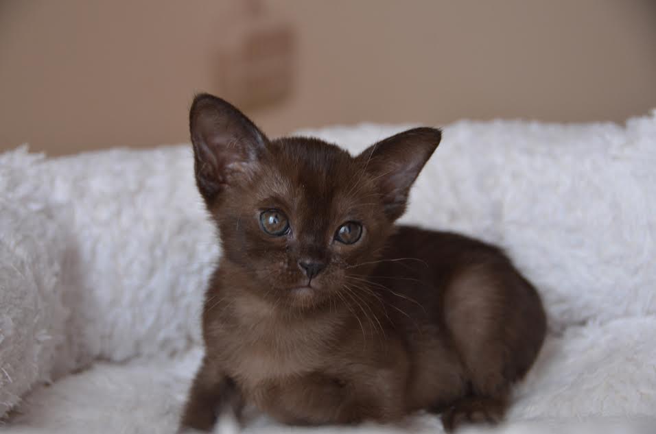 Алдис Ульяна купить котенка бурма