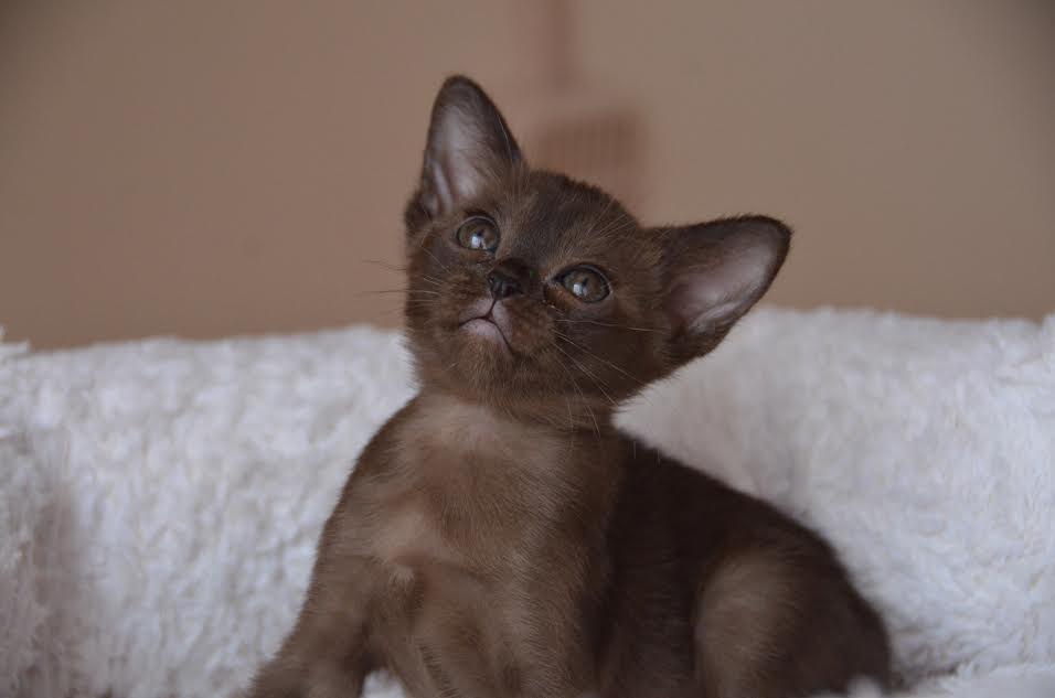 Алдис Ульяна купить котенка бурма