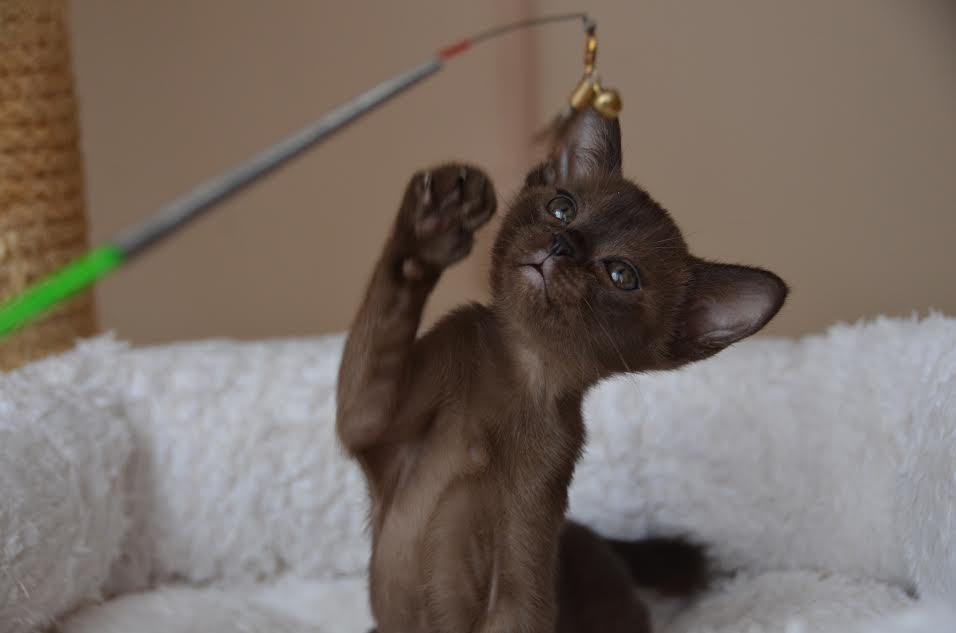 Алдис Ульяна купить котенка бурма