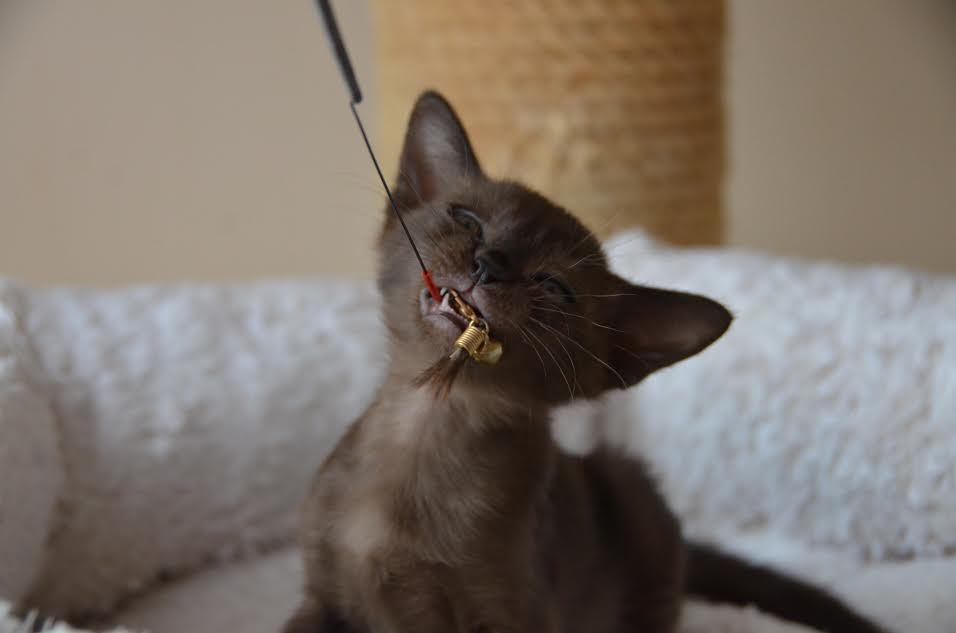 Алдис Ульяна купить котенка бурма