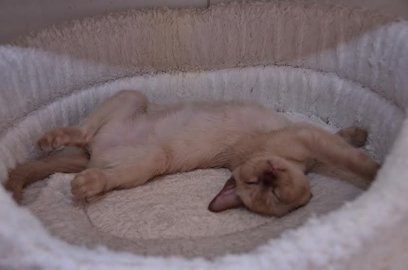 sleepinghillary1