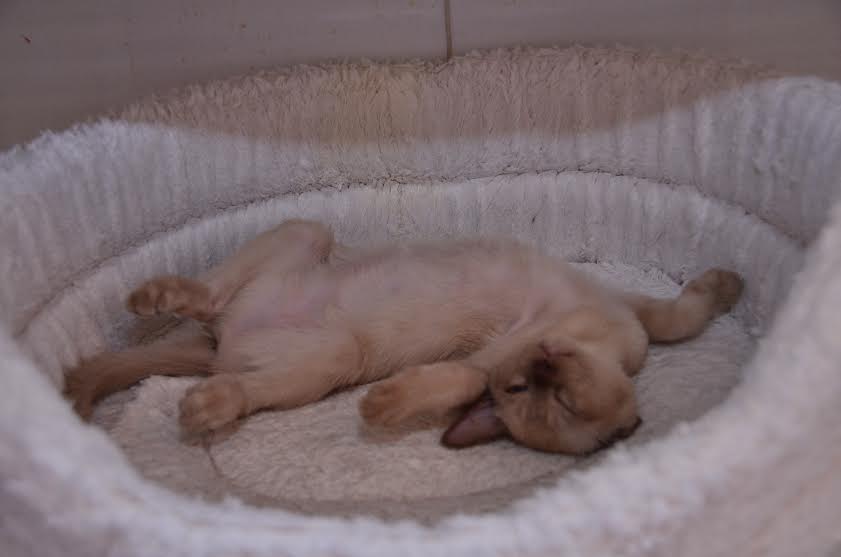sleepinghillary2