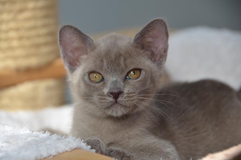 Aldis Ragnarc