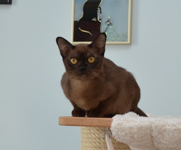 Бурманская кошка на продажу Алдис Куинн