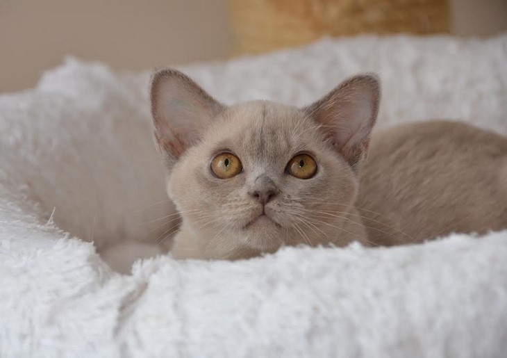 алдис бурма купить котенка