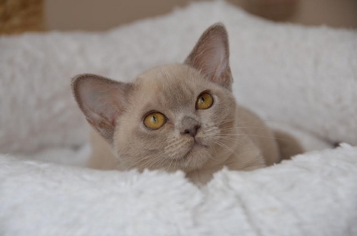 алдис бурма купить котенка