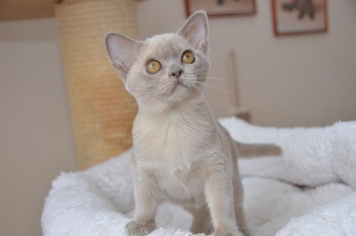 алдис бурма купить котенка