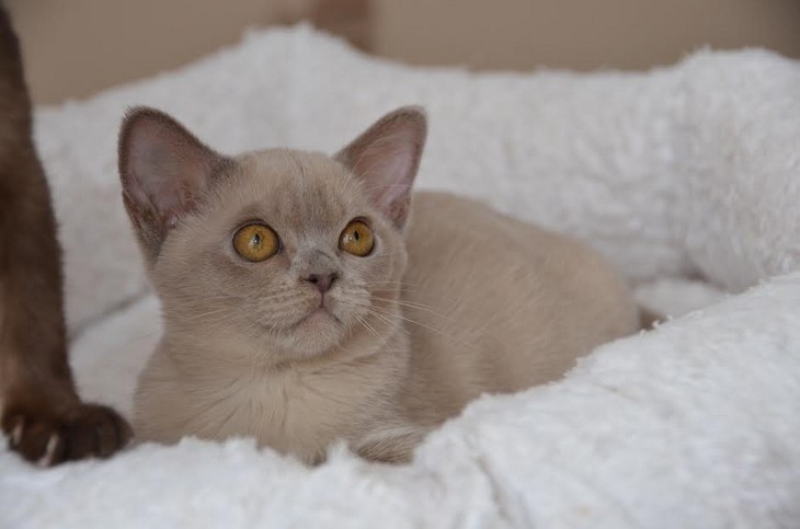 алдис бурма купить котенка