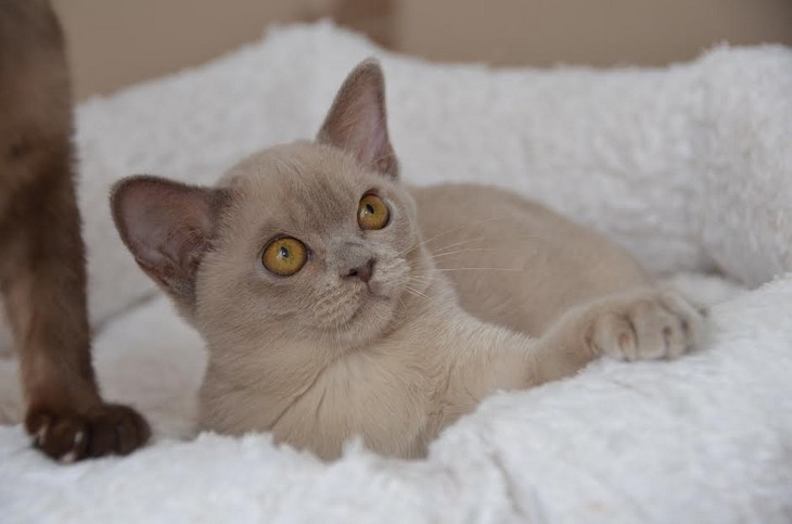 алдис бурма купить котенка
