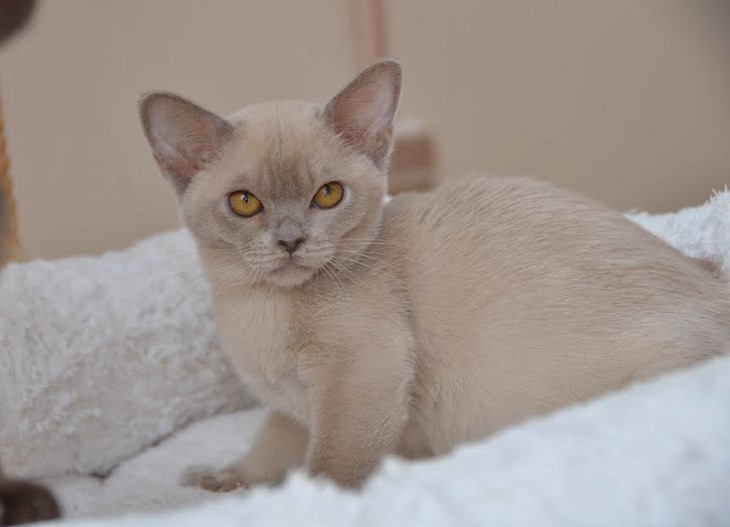 алдис бурма купить котенка