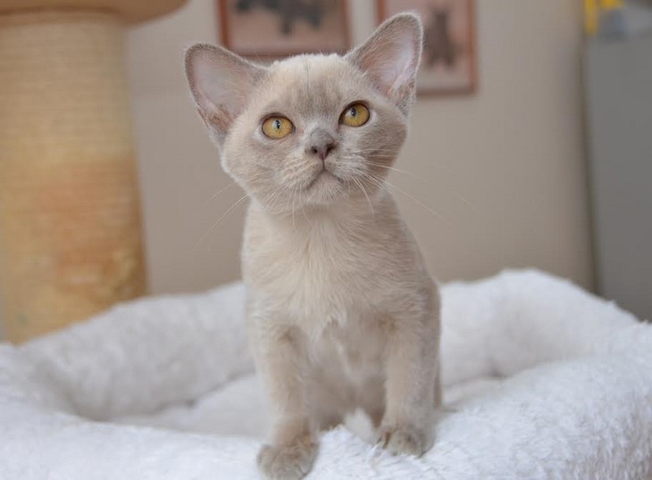 алдис бурма купить котенка