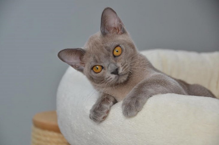 бурма алдис купить котенка