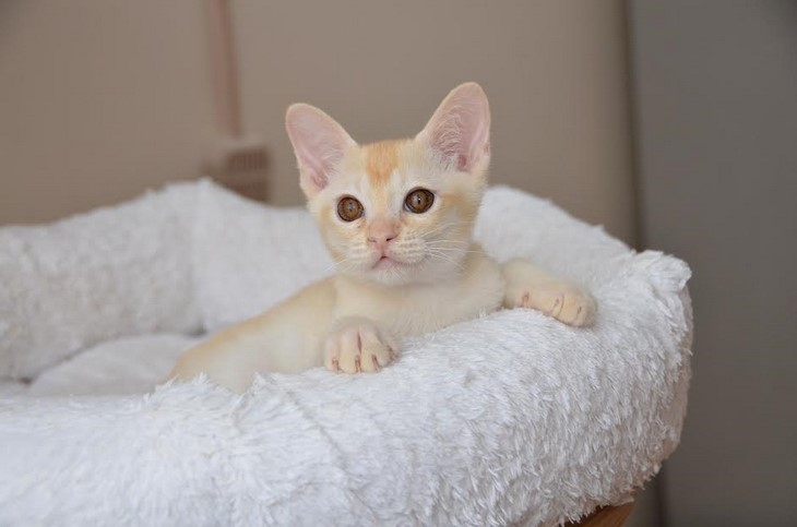 купить котенка бурма алдис
