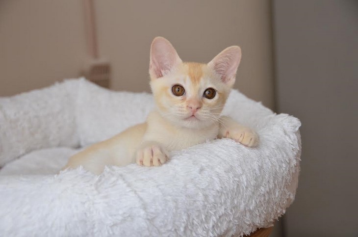 купить котенка бурма алдис