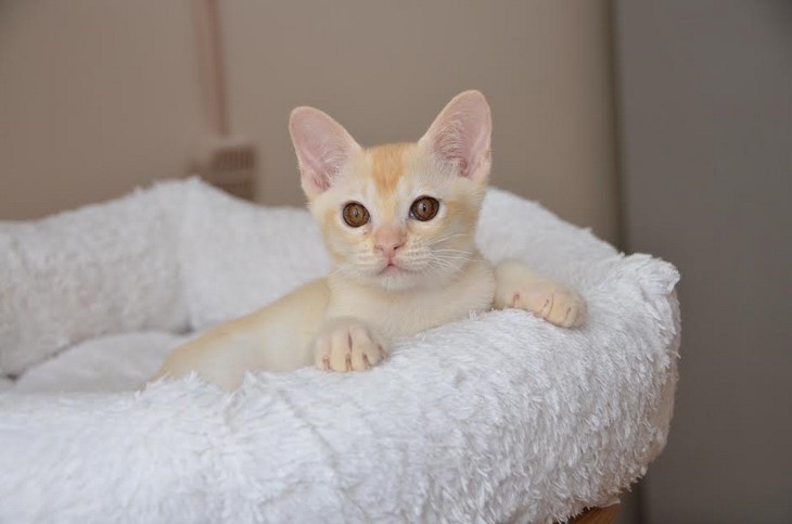 купить котенка бурма алдис