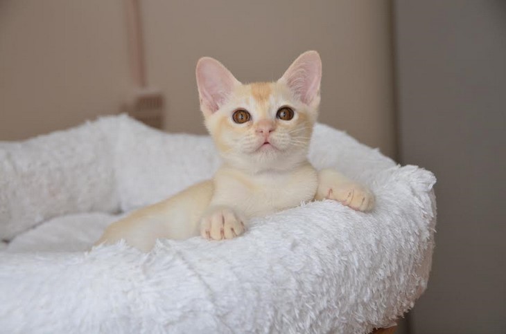 купить котенка бурма алдис