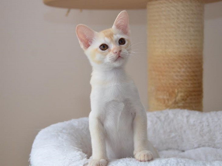 купить котенка бурма алдис