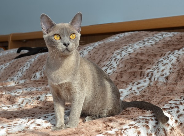 Алдис Рози - бурма котенок на продажу
