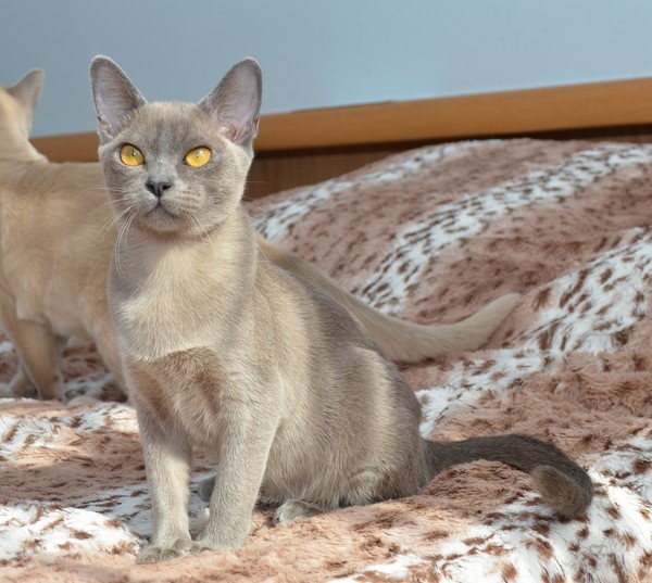Алдис Рози - бурма котенок на продажу