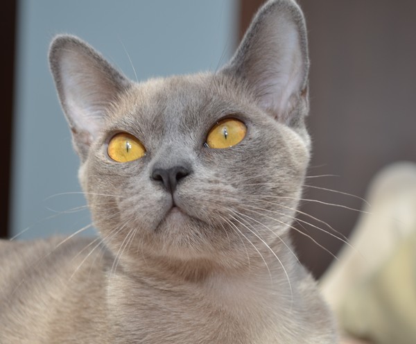 Алдис Рози - бурма котенок на продажу